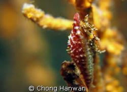 taken with g9.... by Chong Hanwan 